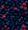 Blue/Red