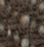 Greige