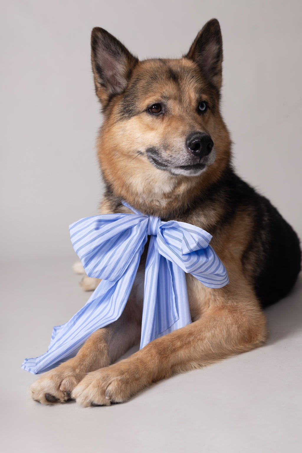 Olive strik in blue vintage cotton stripes