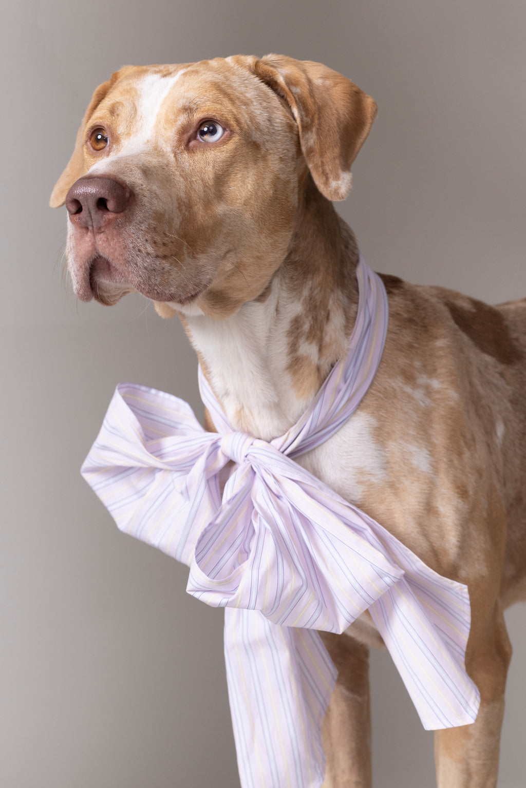 Olive strik in lilac blue vintage cotton stripes