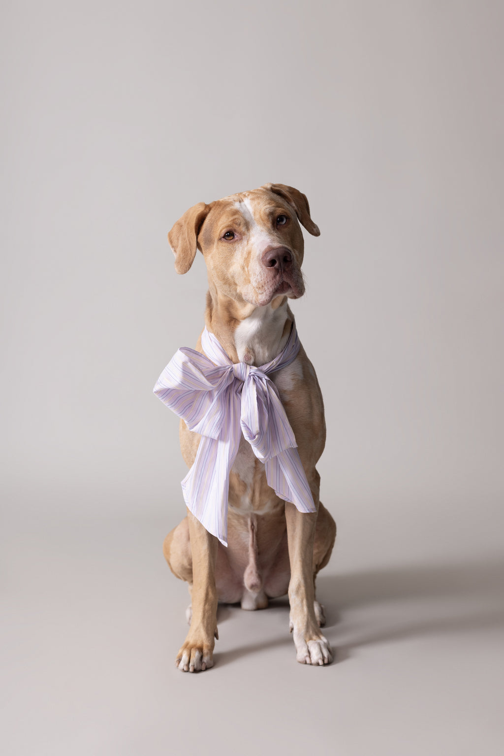 Olive strik in lilac blue vintage cotton stripes