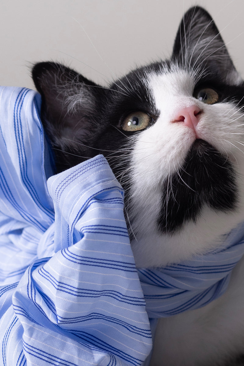 Olive strik in blue vintage cotton stripes